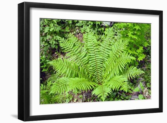 Shield Fern (Dryopteris Crassirhisoma)-Dr. Nick Kurzenko-Framed Photographic Print