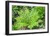 Shield Fern (Dryopteris Crassirhisoma)-Dr. Nick Kurzenko-Framed Photographic Print