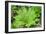 Shield Fern (Dryopteris Crassirhisoma)-Dr. Nick Kurzenko-Framed Photographic Print