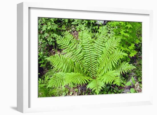 Shield Fern (Dryopteris Crassirhisoma)-Dr. Nick Kurzenko-Framed Photographic Print