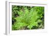 Shield Fern (Dryopteris Crassirhisoma)-Dr. Nick Kurzenko-Framed Photographic Print