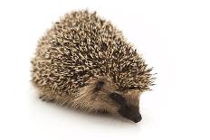 Hedgehog Sitting on Leaves-shiffti-Photographic Print