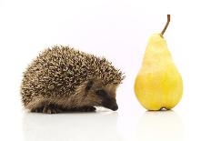 Hedgehog Sitting on Leaves-shiffti-Photographic Print