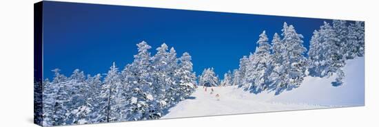 Shiga Kogen Nagano Japan-null-Stretched Canvas