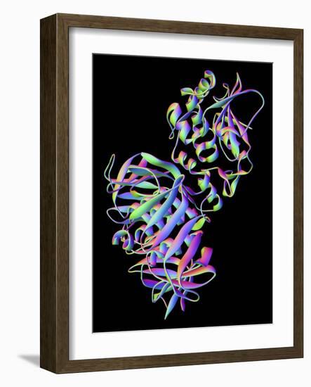 Shiga Toxin From E. Coli-PASIEKA-Framed Photographic Print