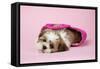 Shih Tzu 10 Week Old Puppy in Shopping Bag-null-Framed Stretched Canvas