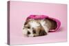 Shih Tzu 10 Week Old Puppy in Shopping Bag-null-Stretched Canvas