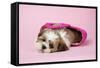 Shih Tzu 10 Week Old Puppy in Shopping Bag-null-Framed Stretched Canvas