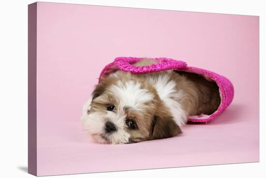 Shih Tzu 10 Week Old Puppy in Shopping Bag-null-Stretched Canvas