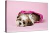 Shih Tzu 10 Week Old Puppy in Shopping Bag-null-Stretched Canvas