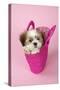 Shih Tzu 10 Week Old Puppy in Shopping Bag-null-Stretched Canvas