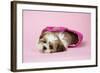 Shih Tzu 10 Week Old Puppy in Shopping Bag-null-Framed Photographic Print