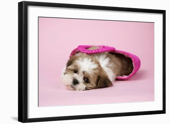 Shih Tzu 10 Week Old Puppy in Shopping Bag-null-Framed Photographic Print