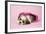 Shih Tzu 10 Week Old Puppy in Shopping Bag-null-Framed Photographic Print