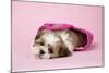 Shih Tzu 10 Week Old Puppy in Shopping Bag-null-Mounted Photographic Print