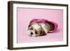 Shih Tzu 10 Week Old Puppy in Shopping Bag-null-Framed Photographic Print