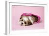 Shih Tzu 10 Week Old Puppy in Shopping Bag-null-Framed Photographic Print