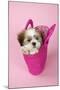 Shih Tzu 10 Week Old Puppy in Shopping Bag-null-Mounted Photographic Print