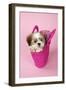 Shih Tzu 10 Week Old Puppy in Shopping Bag-null-Framed Photographic Print