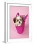 Shih Tzu 10 Week Old Puppy in Shopping Bag-null-Framed Photographic Print