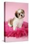 Shih Tzu 10 Week Old Puppy on Pink Cushion-null-Stretched Canvas