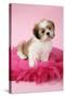 Shih Tzu 10 Week Old Puppy on Pink Cushion-null-Stretched Canvas