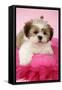 Shih Tzu 10 Week Old Puppy on Pink Cushion-null-Framed Stretched Canvas