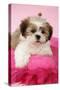 Shih Tzu 10 Week Old Puppy on Pink Cushion-null-Stretched Canvas