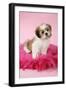 Shih Tzu 10 Week Old Puppy on Pink Cushion-null-Framed Photographic Print