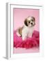 Shih Tzu 10 Week Old Puppy on Pink Cushion-null-Framed Photographic Print