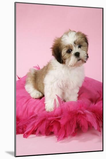 Shih Tzu 10 Week Old Puppy on Pink Cushion-null-Mounted Photographic Print