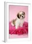 Shih Tzu 10 Week Old Puppy on Pink Cushion-null-Framed Photographic Print