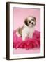 Shih Tzu 10 Week Old Puppy on Pink Cushion-null-Framed Photographic Print