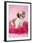 Shih Tzu 10 Week Old Puppy on Pink Cushion-null-Framed Photographic Print