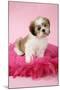 Shih Tzu 10 Week Old Puppy on Pink Cushion-null-Mounted Photographic Print