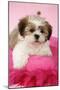 Shih Tzu 10 Week Old Puppy on Pink Cushion-null-Mounted Photographic Print