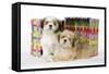 Shih Tzu and Lhasa Apso (Right) Puppies-null-Framed Stretched Canvas