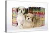 Shih Tzu and Lhasa Apso (Right) Puppies-null-Stretched Canvas