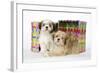 Shih Tzu and Lhasa Apso (Right) Puppies-null-Framed Photographic Print