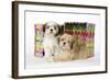 Shih Tzu and Lhasa Apso (Right) Puppies-null-Framed Photographic Print