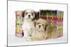 Shih Tzu and Lhasa Apso (Right) Puppies-null-Mounted Photographic Print