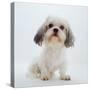 Shih Tzu Bitch Sitting Down-Jane Burton-Stretched Canvas