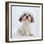 Shih Tzu Bitch Sitting Down-Jane Burton-Framed Photographic Print