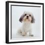 Shih Tzu Bitch Sitting Down-Jane Burton-Framed Photographic Print