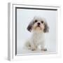 Shih Tzu Bitch Sitting Down-Jane Burton-Framed Photographic Print