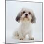 Shih Tzu Bitch Sitting Down-Jane Burton-Mounted Photographic Print