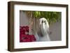 Shih Tzu looking into the light.-Zandria Muench Beraldo-Framed Photographic Print