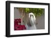 Shih Tzu looking into the light.-Zandria Muench Beraldo-Framed Photographic Print