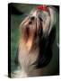 Shih Tzu Looking Up-Adriano Bacchella-Stretched Canvas