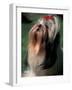 Shih Tzu Looking Up-Adriano Bacchella-Framed Photographic Print